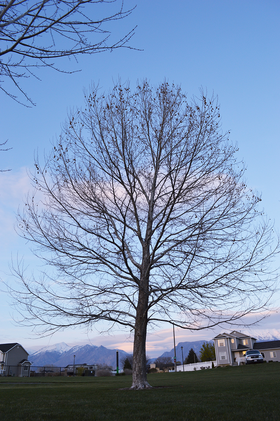 Arbor Day celebration to add trees in Lehi park Lehi Free Press