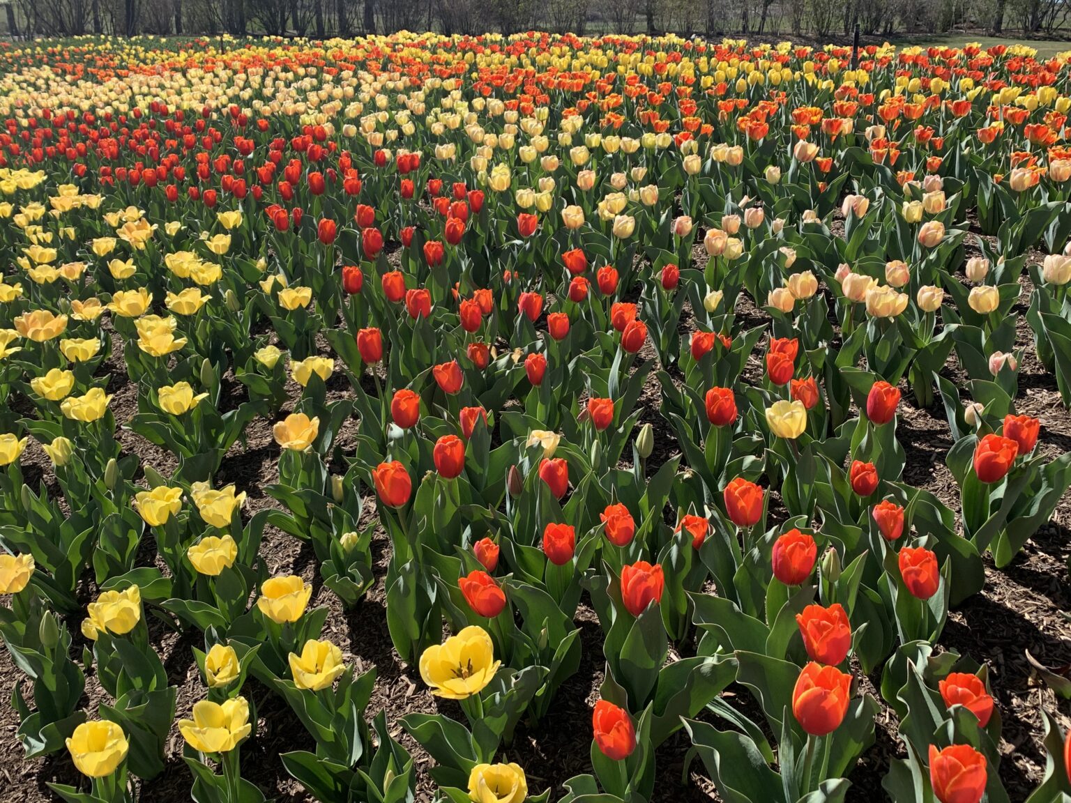 Thanksgiving Point celebrating 20th Annual Tulip Festival Lehi Free Press